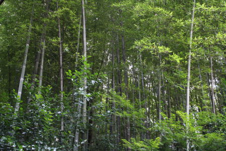 竹林